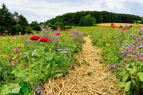 Hiking trail, circular trail through colourful flower meadow, Frau-Holle-Land Geo-nature park Park,