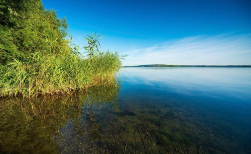 Summer day at the Geiseltalsee, reeds and trees on the shore, blue sky, clear water, Braunsbedra,