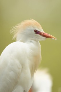 Cattle egret (Bubulcus ibis), portrait, Camargue, France, Europe