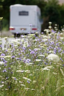 Roadside planting with chicory, July, Germany, Europe