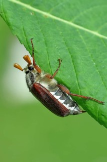 Northern cockchafer (Melolontha hippocastani), male, on a leaf of a horse chestnut (Aesculus