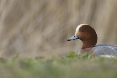 Eurasian wigeon duck (Mareca penelope) adult male bird feeding on grassland, England, United