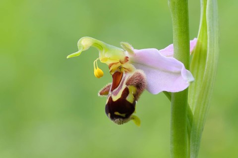 Bee orchid (Ophrys apivera), single flower, close-up of the flower, showing pollen-laden anthers