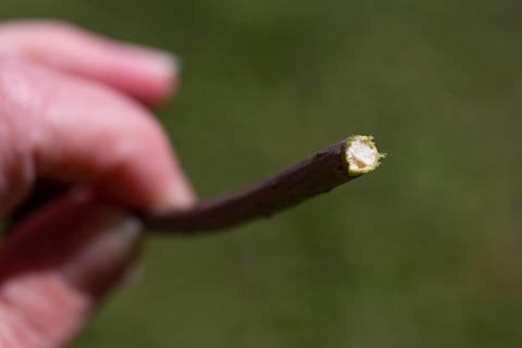 Cross-section of a branch of Sambucus nigra (Sambucus nigra)