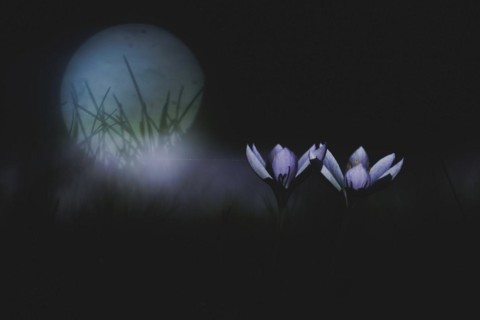 Two crocuses stand out against the light in Berlin, 29/02/2024