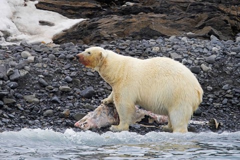 Fat collared polar bear (Ursus maritimus) with radio collar, GPS tracker eating from beached