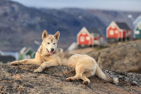 Greenland dog, husky lying peacefully on rocks in front of houses, Tasiilaq, East Greenland,