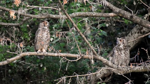 A pair of free-ranging Virginia eagle owls (Bubo virginianus) in the Bosques de Palermo park in the