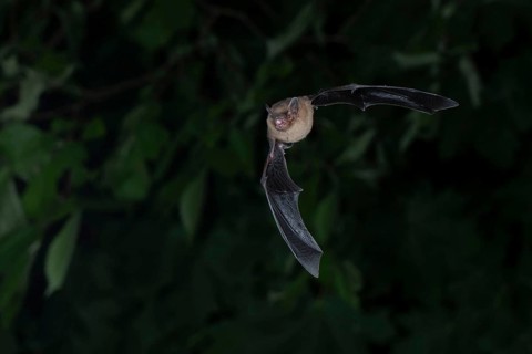 Common pipistrelle (Pipistrellus pipistrellus) hunting insects in front of deciduous forest,