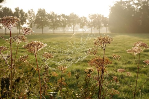 Landscape, meadow, morning, sunlight, spider web, Germany, The great construction of the spider web