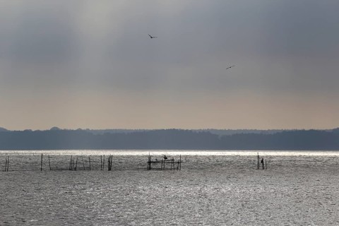 Usedom, on the Achterwasser, September, Mecklenburg-Western Pomerania, Germany, Europe