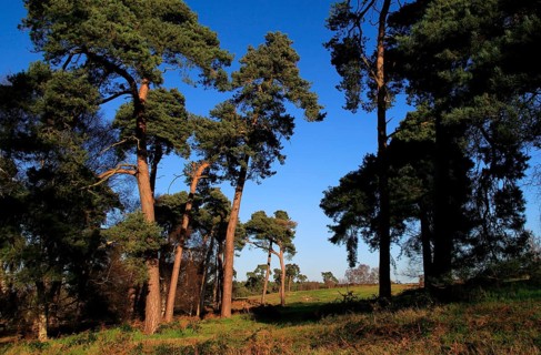 Scots pine trees Pinus sylvestris against blue sky on on heathland, Sutton Heath, Suffolk, England,