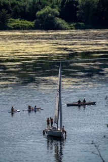 Green carpet of plants on Lake Baldeney in Essen, proliferating aquatic plant Elodea, waterweed, an