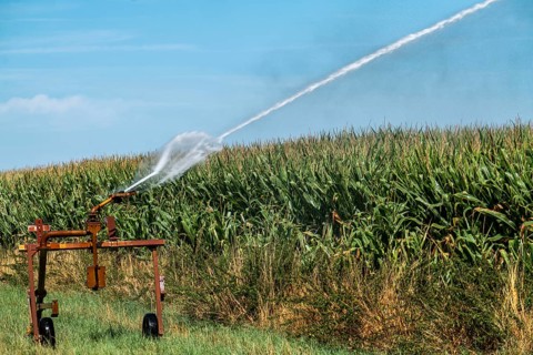 A field is artificially irrigated, water is sprayed onto the field via a sprinkler system, maize