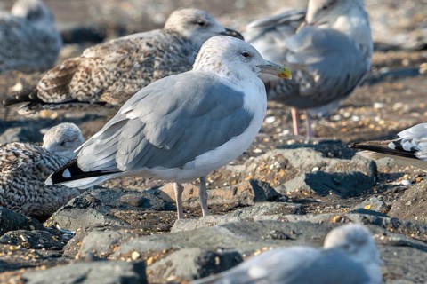 Caspian gull (Larus cachinnans) resting in seagull colony along the North Sea coast in late summer,