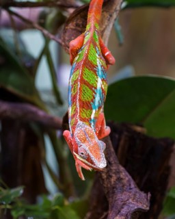 Panther chameleon (Furcifer pardalis), Germany, Europe