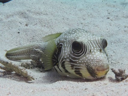 A white-spotted puffer (Arothron Hispidus) rests in the sand. Dive site House Reef, Mangrove Bay,