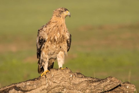 Juvenile Iberian Eagle on take-off, Spanish Imperial Eagle (Aquila adalberti), Extremadura,
