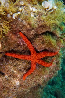 A mediterranean red sea star (Echinaster sepositus) clings to an algae-covered reef. Dive site