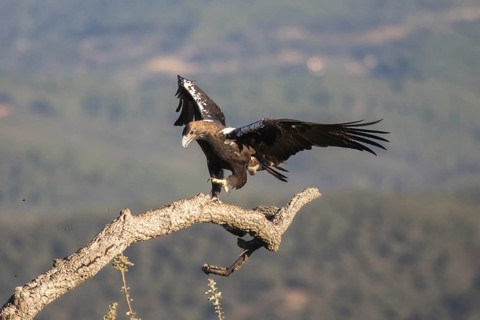 Iberian Eagle (Aquila adalberti), Spanish imperial eagle, Extremadura, Castilla La Mancha, Spain,