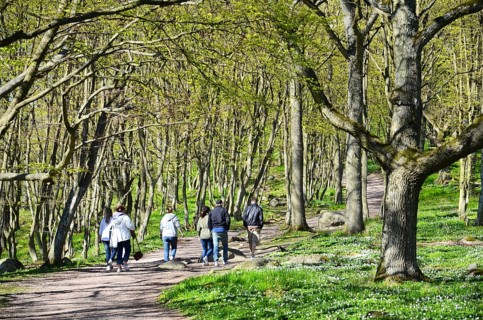 Hikers through forest in spring in Stenshuvud national park, Simrishamn municipality, Skåne county,
