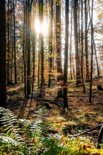 Rays of sunlight fall on a peaceful, golden autumn forest with shade and plants, tree planting