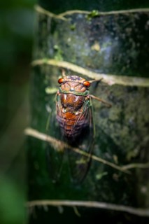 Cicada sitting on a trunk, Corcovado National Park, Osa, Puntarena Province, Costa Rica, Central