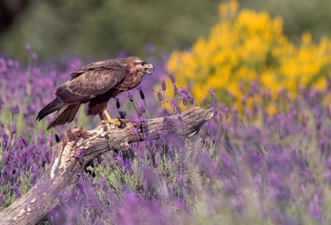 Common buzzard (Buteo buteo) on a dry branch in the garrigue of Castile, Pyrenees, Spain, Europe