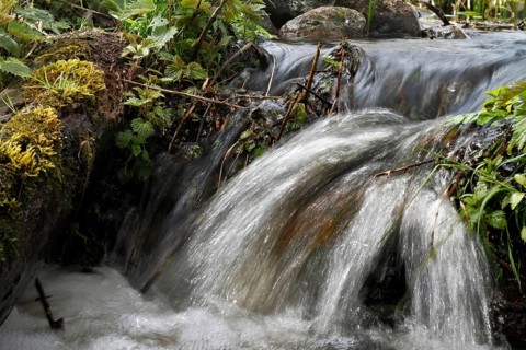 Waterfall with flowing water, surrounded by moss, plants and stones, moor on the River Peene, moor