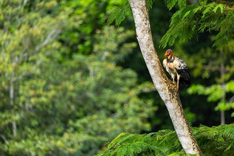 King vulture (Sarcoramphus papa), cock, vulture birds (Aegypiinae), Laguna del Lagarto Lodge,