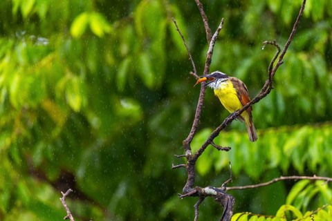 Sugarbird (Coereba flaveola), tanager (Thraupidae), Sierpe, Puentarenas, Costa Rica, Central