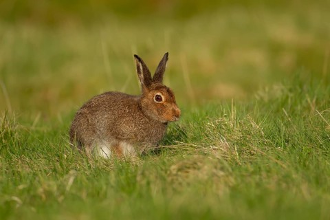 Mountain hare (Lepus timidus) adult animal in its summer coat on a hillside meadow, Cairngorm