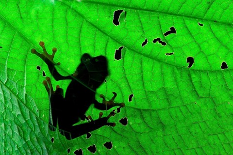 Red-eyed tree frog or red-eyed leaf frog (Agalychnis callidryas) in Chinese shadow on a leaf, Costa