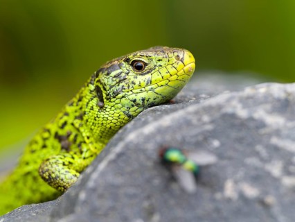 Sand lizard (Lacerta agilis), male on a stone, fly in the foreground, Wetzlar, Hesse, Germany,