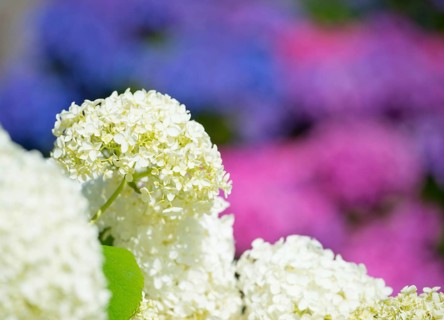 Garden hydrangea or bigleaf hydrangea (Hydrangea macrophylla), blooming hydrangea, white flowers,