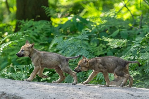 Two pups running through the forest and exploring their surroundings, European gray wolf (Canis