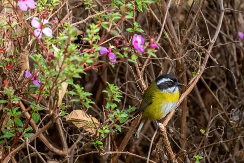 White-browed Bushtangar (Chlorospingus pileatus), Los Quetzales National Park, Costa Rica, Central