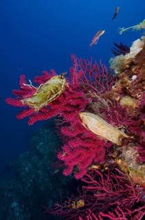 Egg capsule of large spotted catshark (Scyliorhinus stellaris) attached to Violescent sea-whip