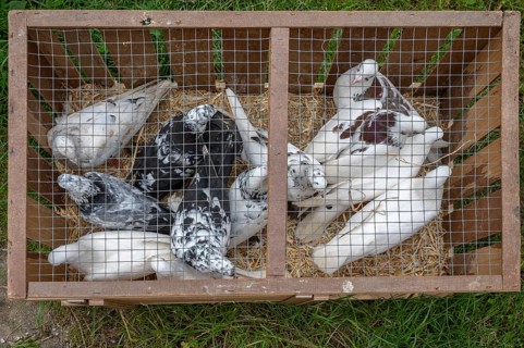 Carrier pigeons ready to fly in a cage, Bavaria, Germany, Europe