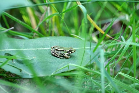 Green frog (Pelophylax esculentus), leaf, green, summer, The pond frog sits on a green leaf between