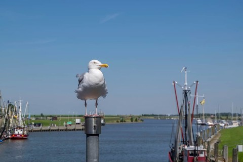Herring Gull (Larus argentatus) at the harbour of Greetsiel, Krummhörn, East Frisia, Lower Saxony,