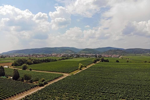 Flight over the vineyards on the Wine Route in the Palatinate wine-growing region, with the