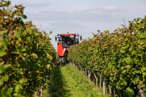 Harvest of Sankt Laurent red wine grapes in the Palatinate