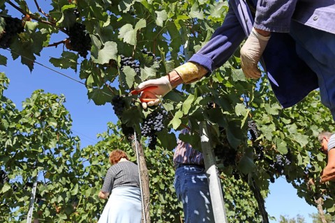Grape grape harvest: Hand-picking Pinot Noir grapes in the Palatinate (Norbert Groß Winery,