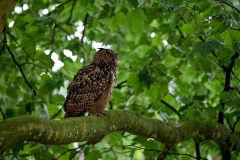 Eurasian eagle-owl (Bubo bubo), adult male, sitting in a tree, Ewald colliery, Herten, Ruhr area,