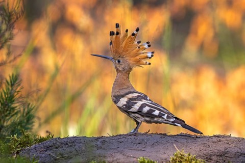 Hoopoe (Upupa epops) Bird of the Year 2022, raised bonnet, feeding the young bird, golden hour,