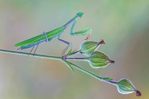European mantis (Mantis religiosa) mantis, Insect of the Year 2017, green variant, male, flowering