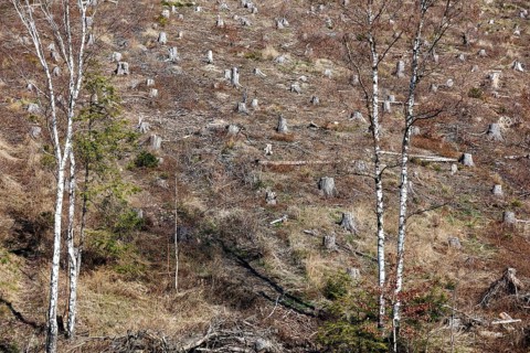 Deforested trees on the banks of the Granetal dam, Langelsheim, 07 04 2023