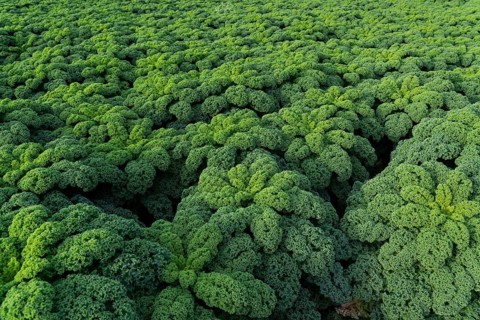 Kale field, growing area in the south of Düsseldorf, Volmerswerth district, on the Rhine, North