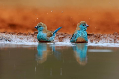 Angolan butterfly finch (Uraeginthus angolensis), blue-eared butterfly finch, adult, two birds, at